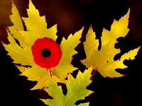28007RoCreLeRe - Poppy - Maple Leaves   Each New Day A Miracle  [  Understanding the Bible   |   Poetry   |   Story  ]- by Pete Rhebergen